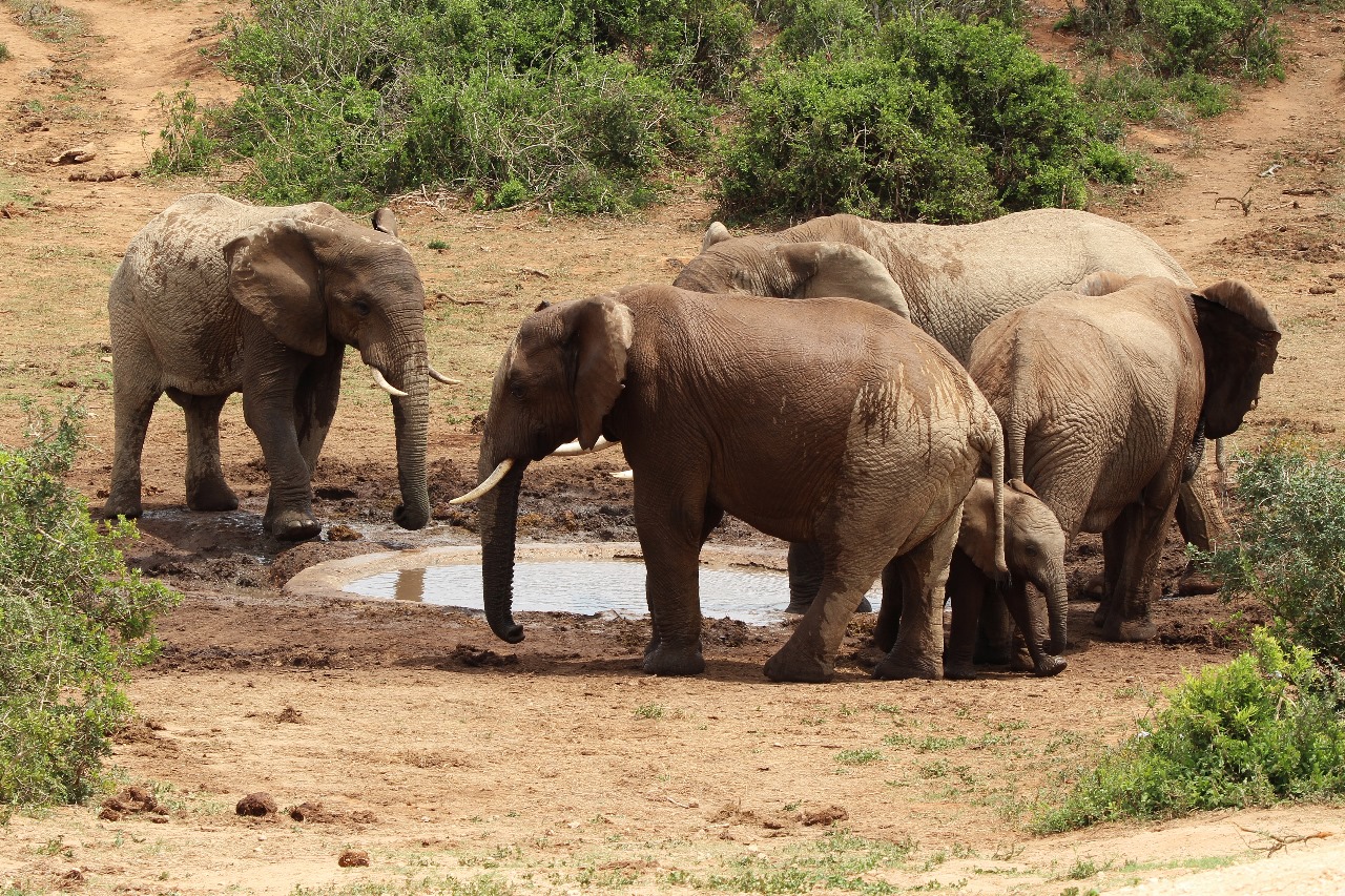 Wildlife Conservation